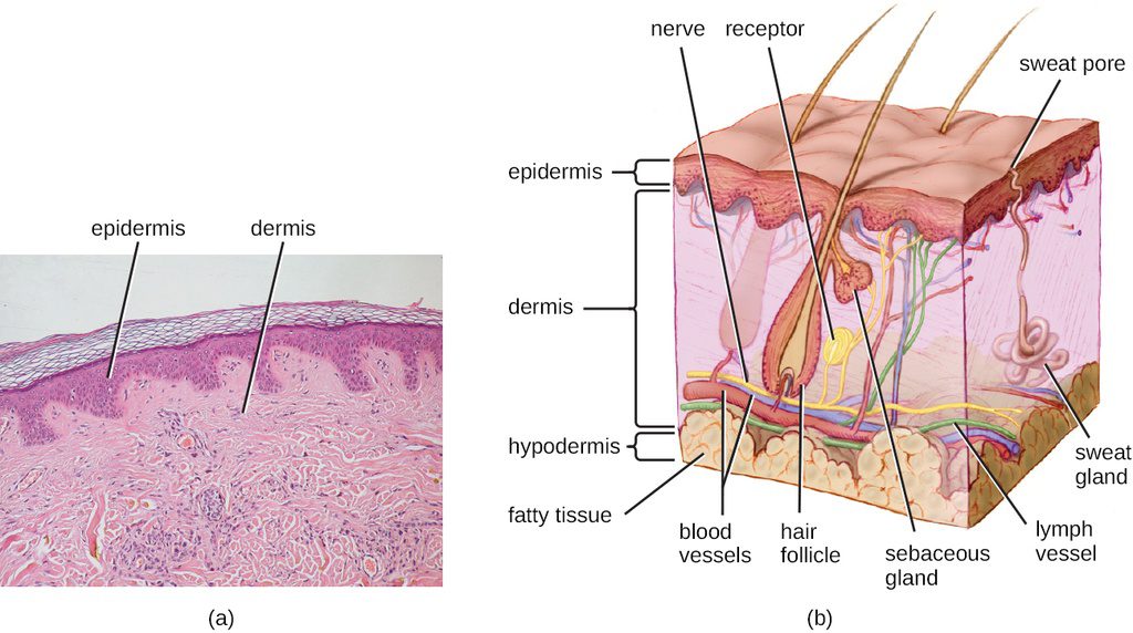 skin layers